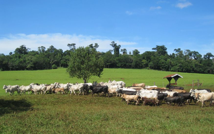 Brazil Ag Tours, Brazil Farm Tours, Brazil Agriculture Tour, Brazil